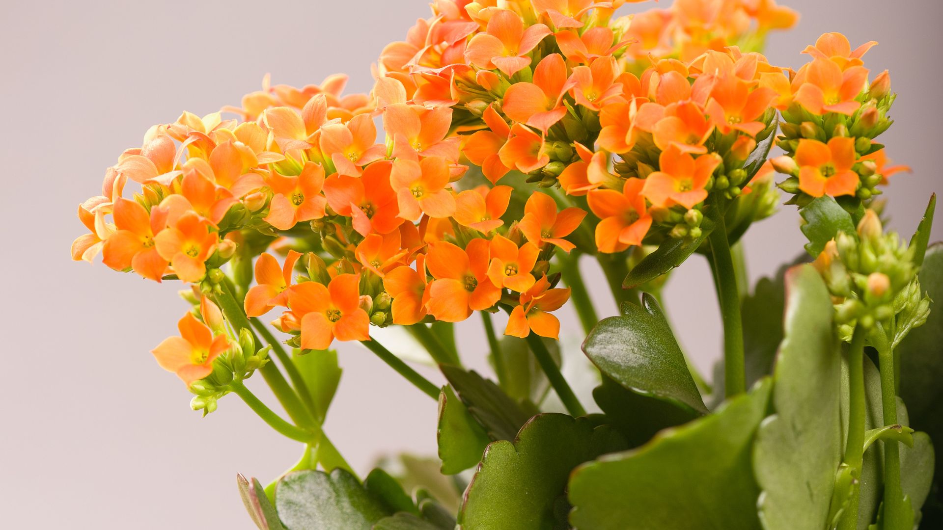 17 Stunning Orange Houseplants That Brighten Up Any Indoor Space