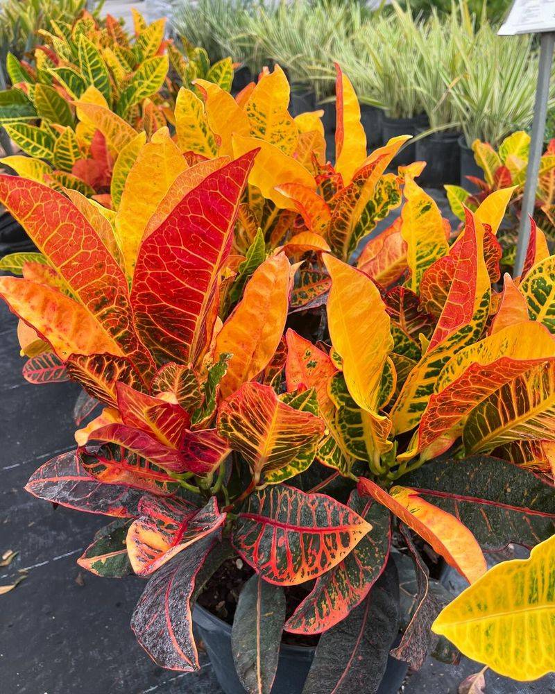 Croton Petra