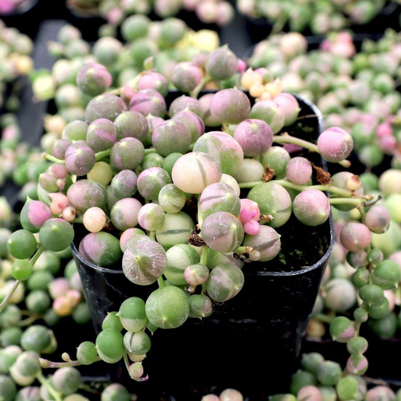 Variegated String Of Pearls