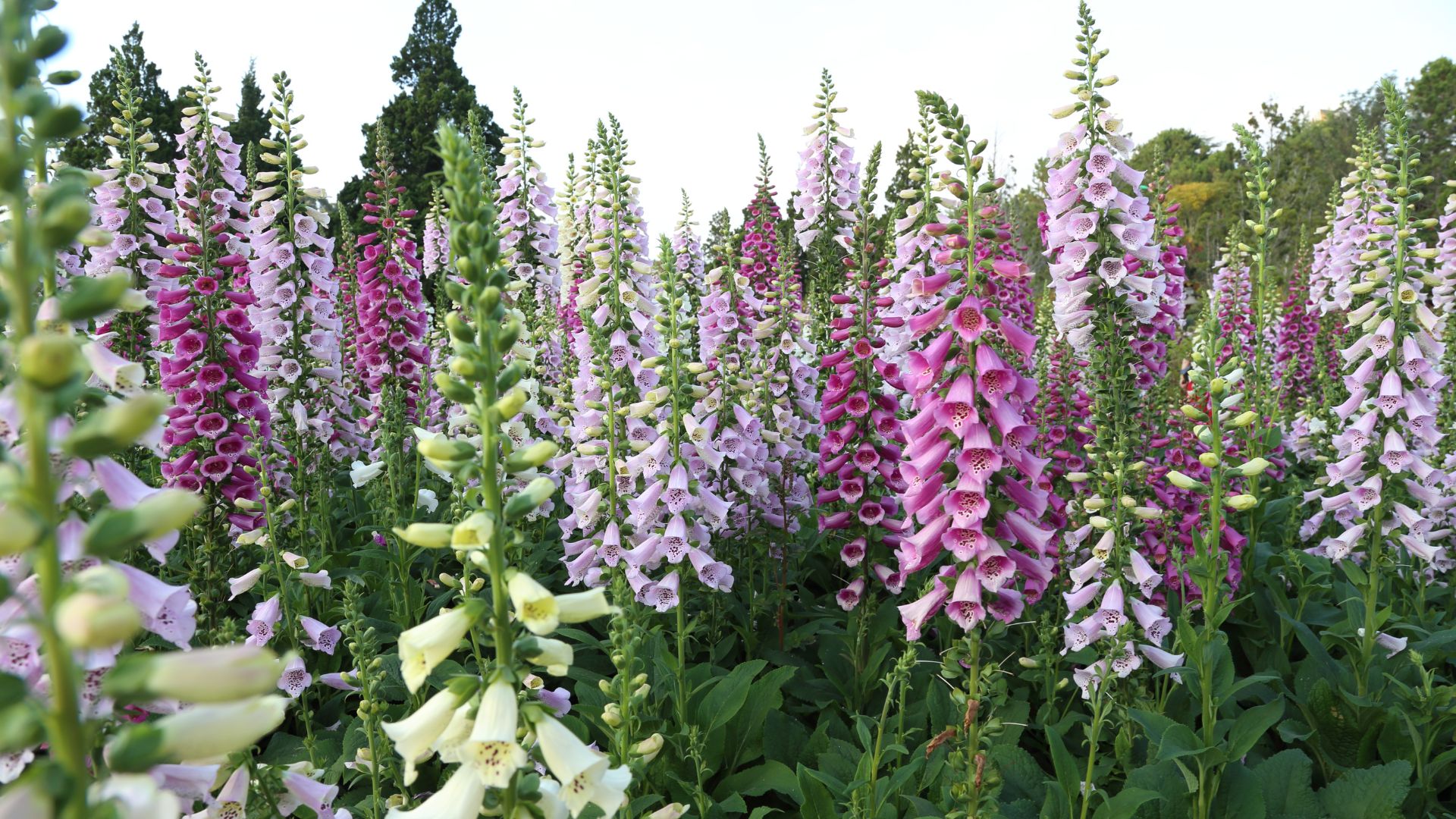 17 Tall Perennials That Thrive In Shade (Perfect For Bare, Shady Corners)