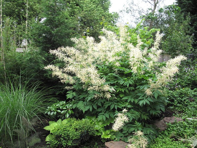 Goat's Beard