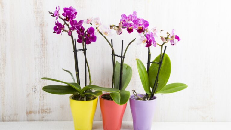 three orchid plants in bloom