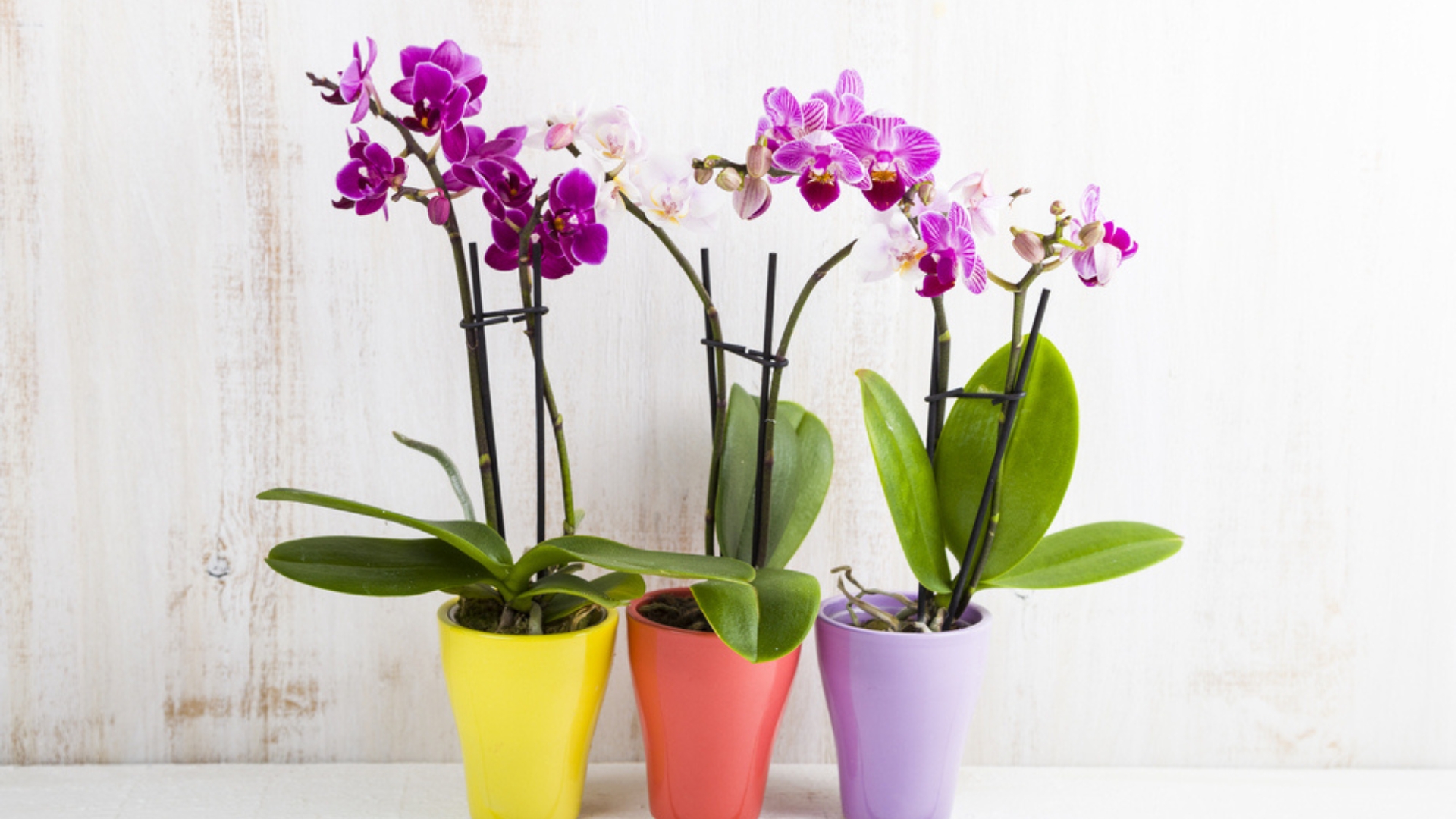17 Things Every Orchid Plant Needs To Stay Healthy