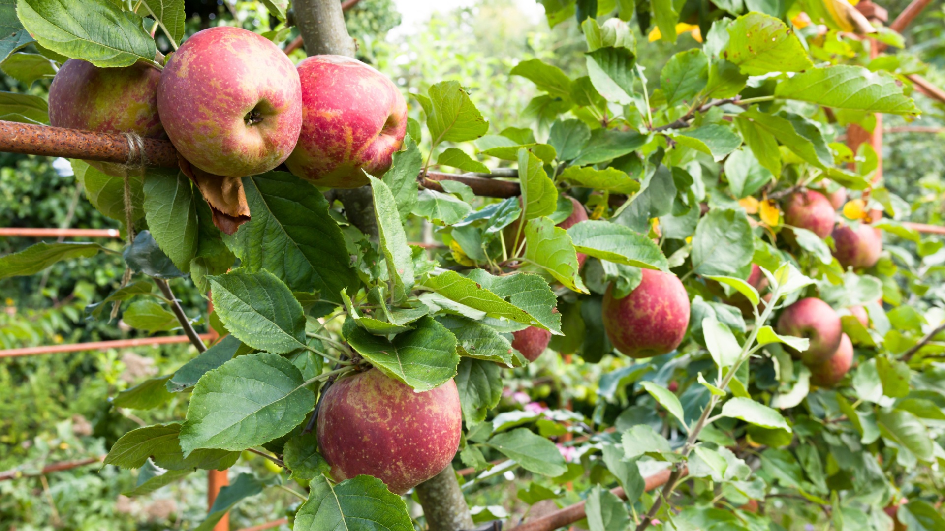 apple tree