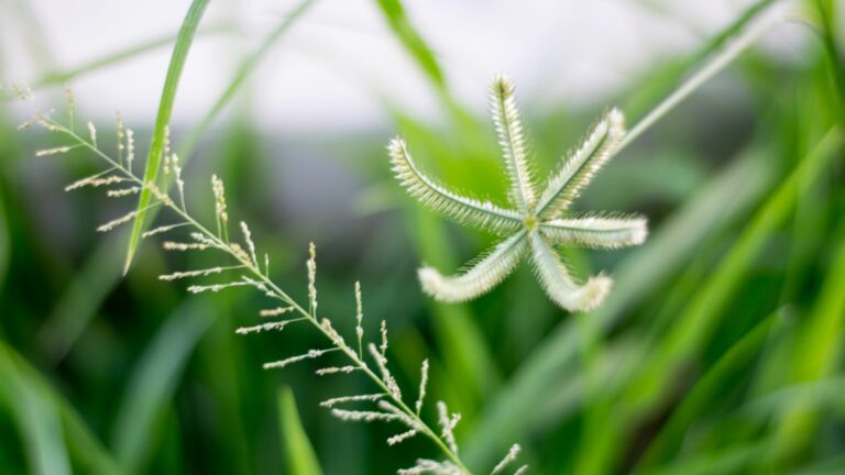 Goosegrass
