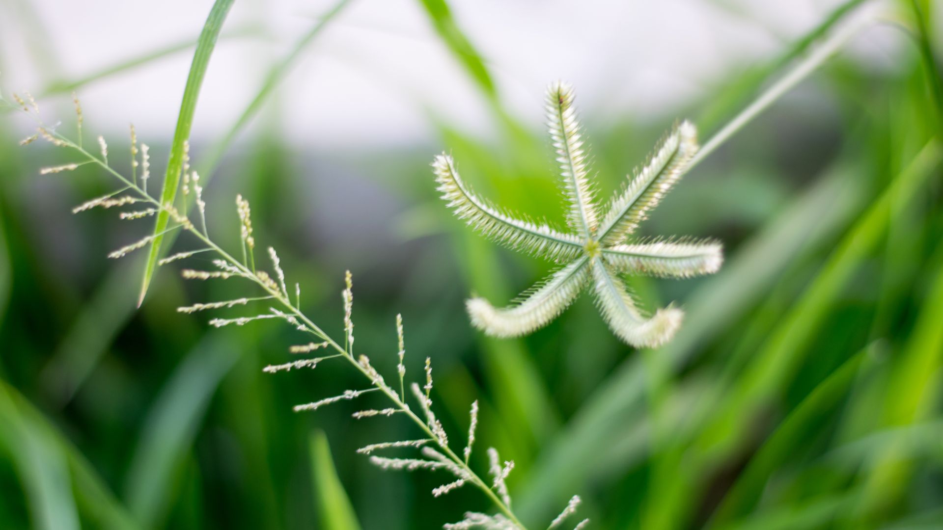17 Tips And Tricks To Stop Goosegrass From Invading Your Yard (Before It Spreads)