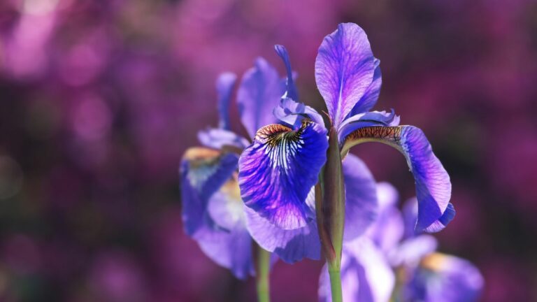 Iris Flowers Blooming