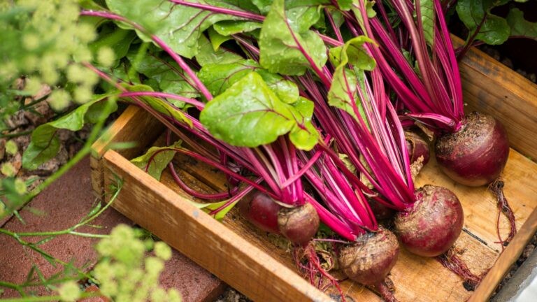 beets in garden