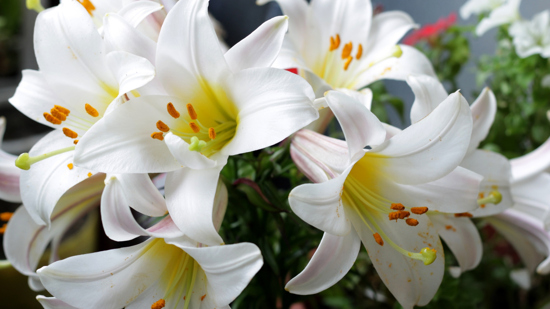 17 Tips To Keep Lilies Blooming For Longer (And Things You Should Never Do)