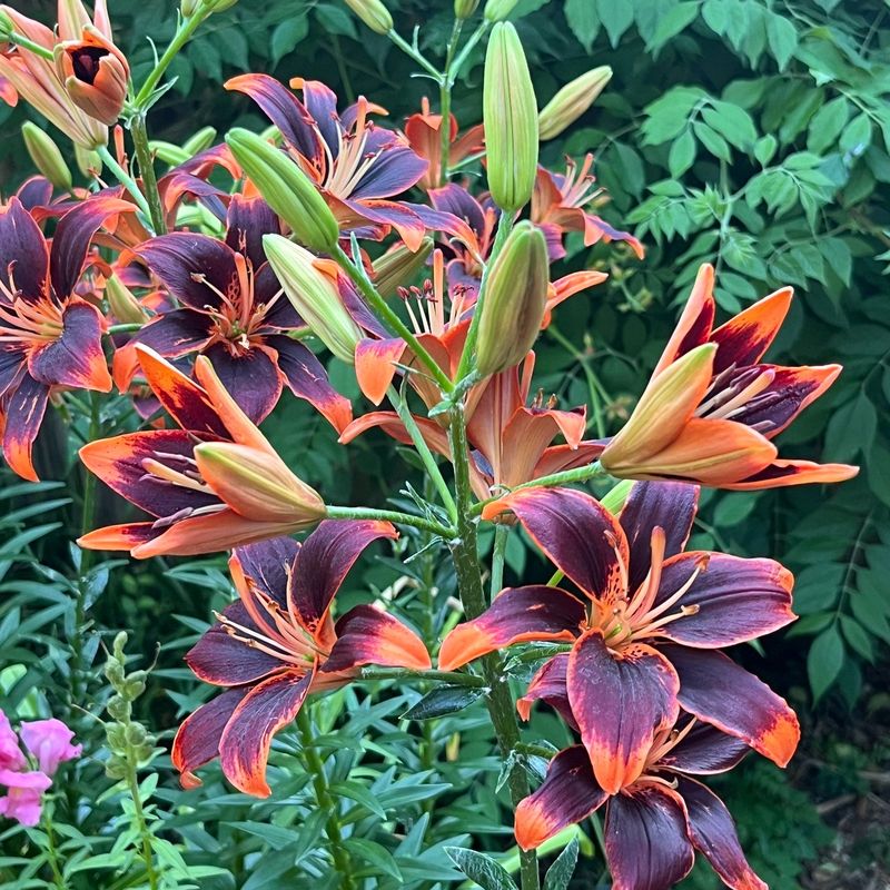 Choose the Right Planting Location