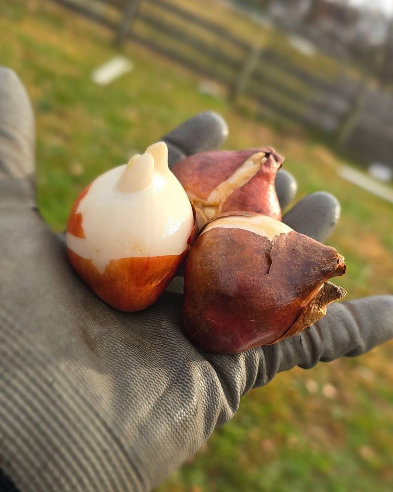 Choose Fresh Bulbs