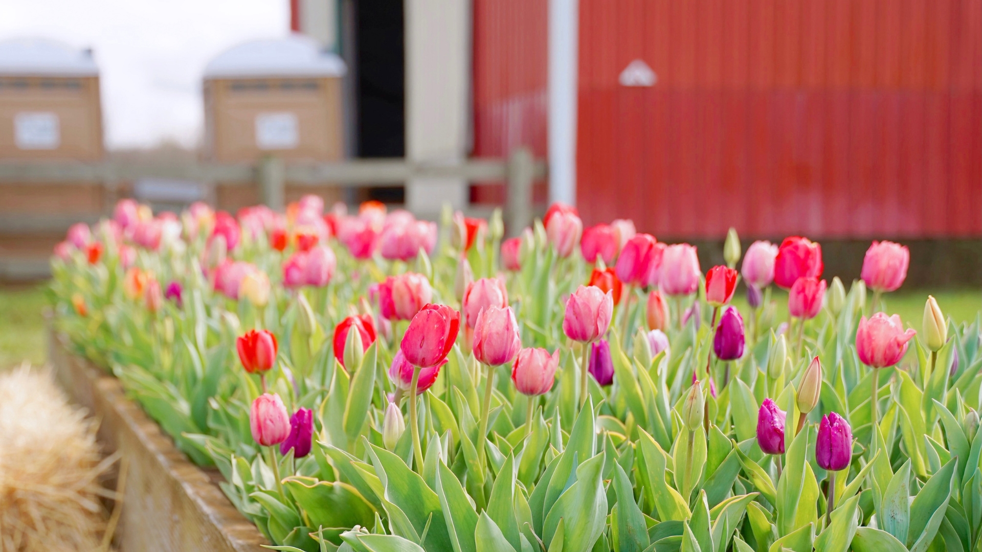 Tulips
