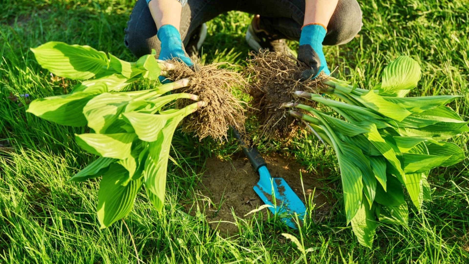 17 Tough Perennials You Should Only Divide In Spring (And Exactly How To Do It)