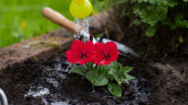 Watering From Above