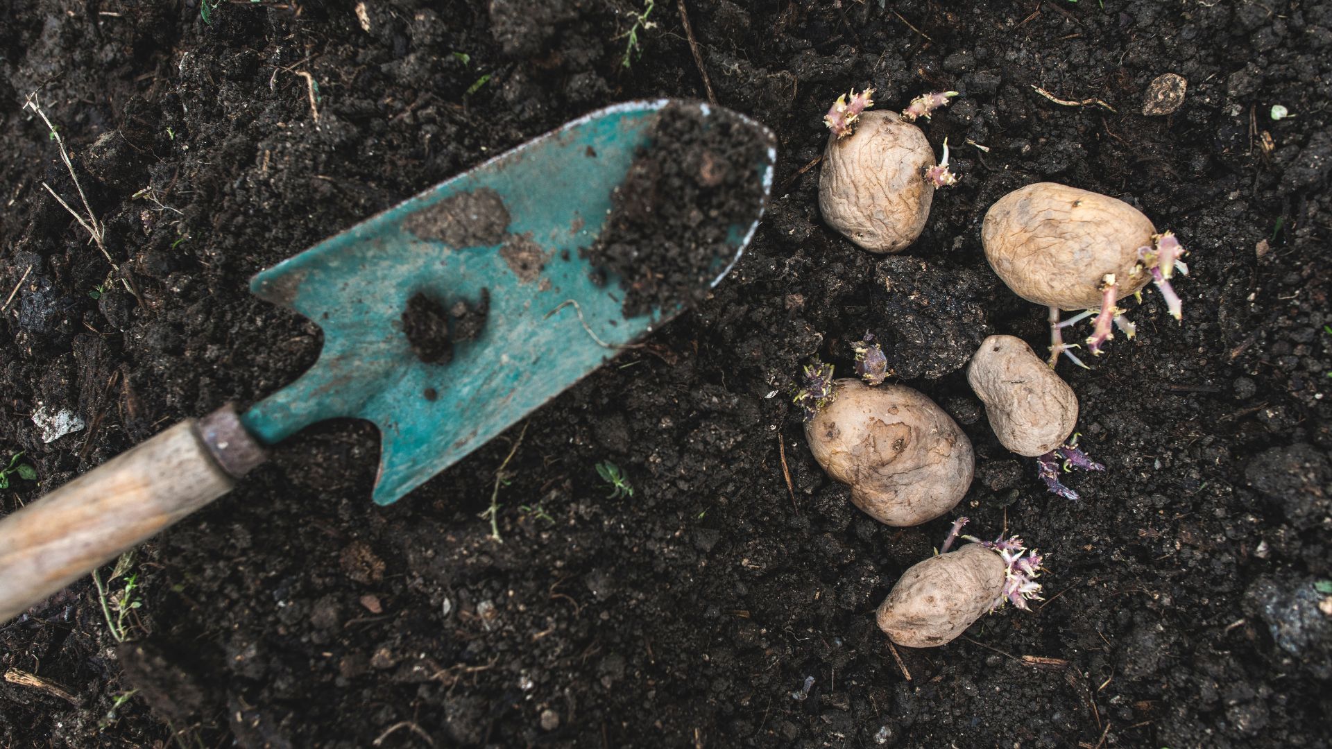 Seeding Potatoes