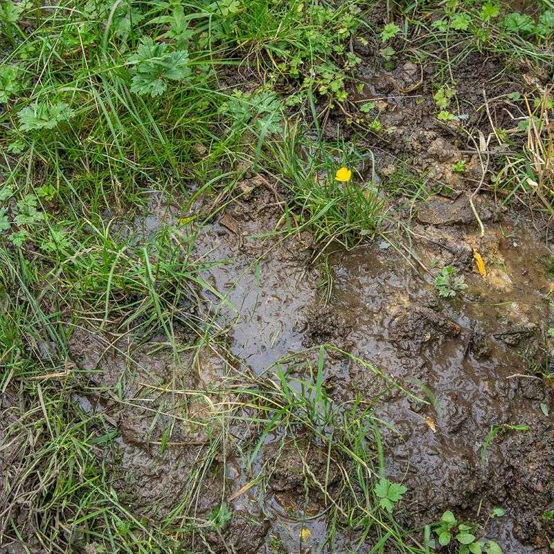 Planting In Waterlogged Soil