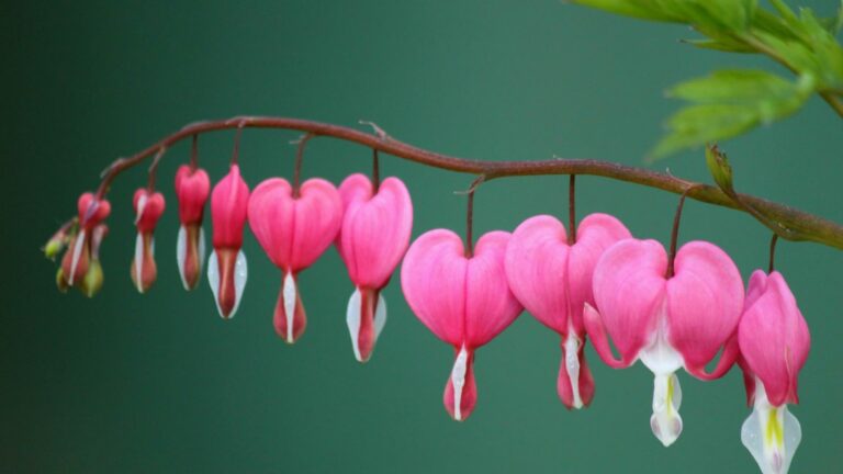 Bleeding Heart Flowers