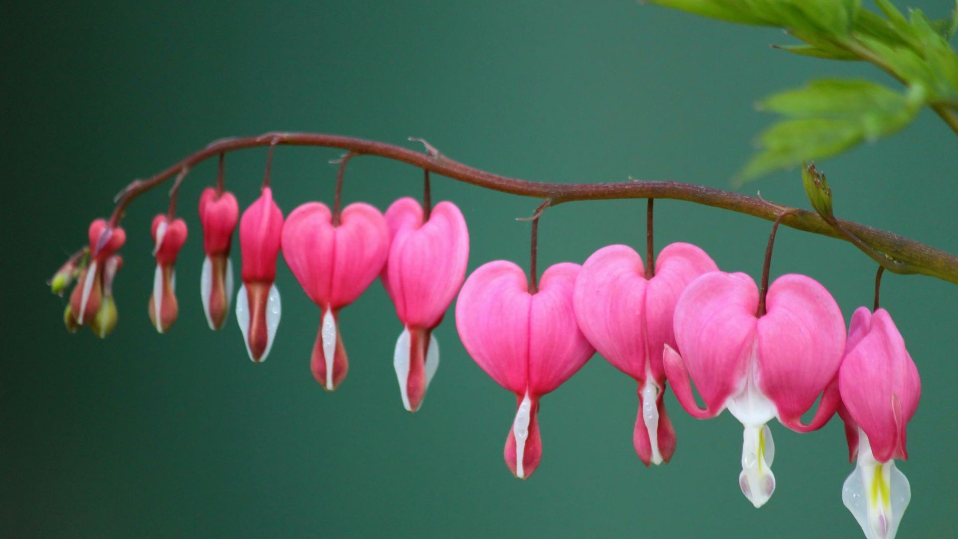 17 Wildflowers That Bloom In The Shade