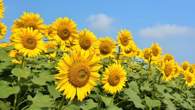 sunflowers