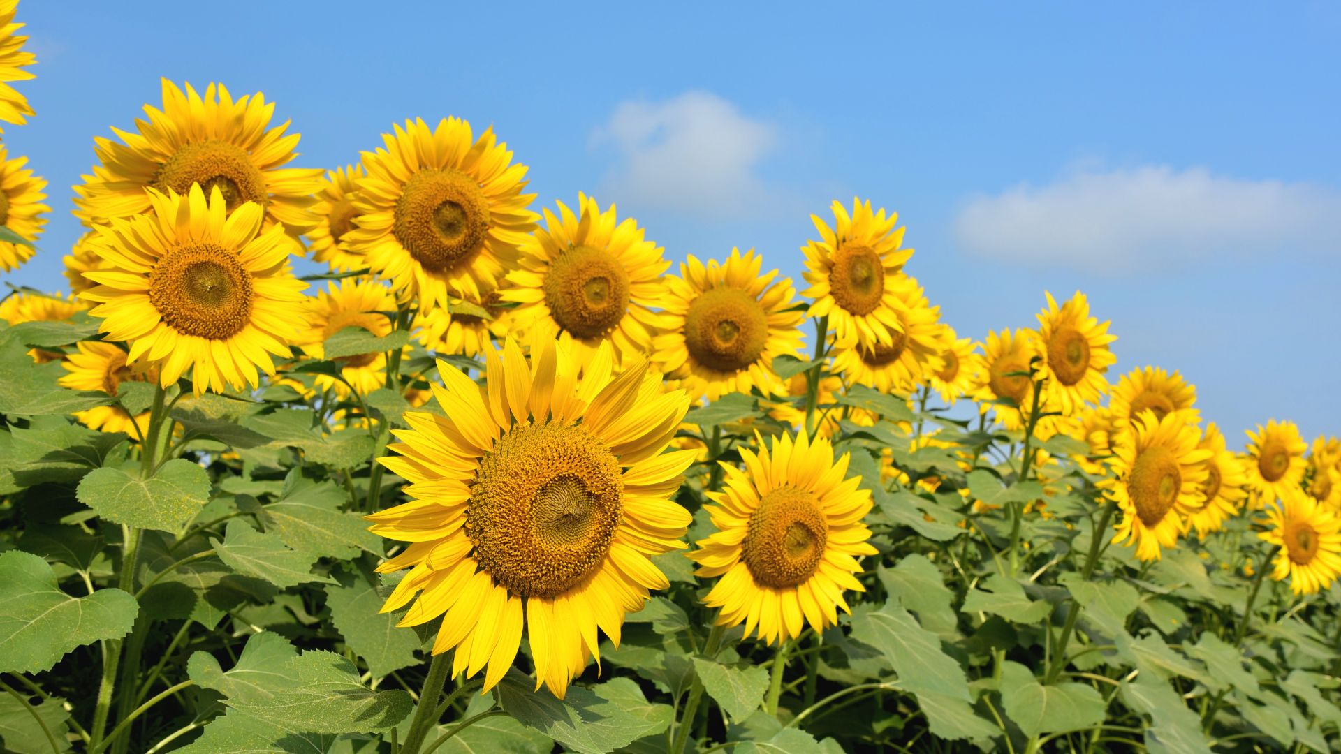 17 Yellow-Blooming Flowers That Draw In Hummingbirds And Pollinators Fast