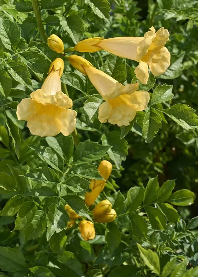 Trumpet Vine