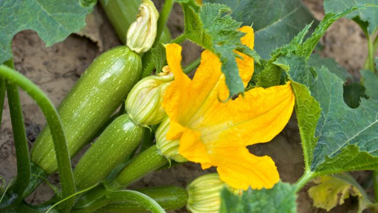 zucchini plant fruit forming
