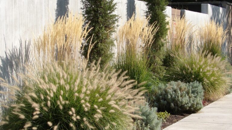 ornamental grass landscaping