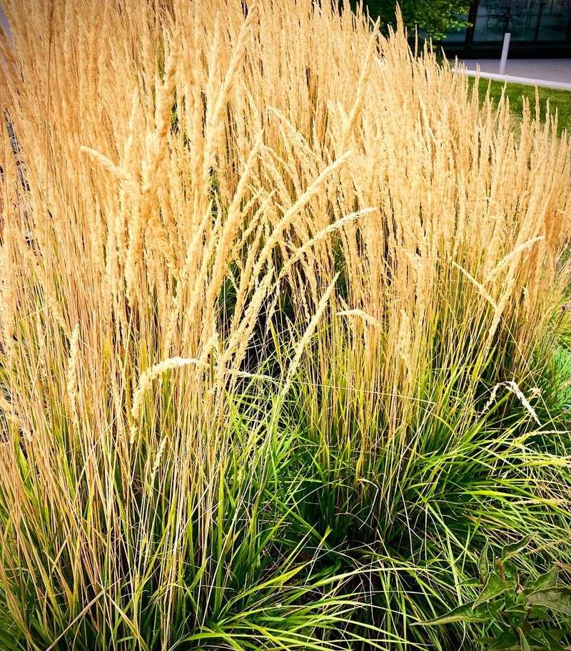 Low Maintenance Marvels
