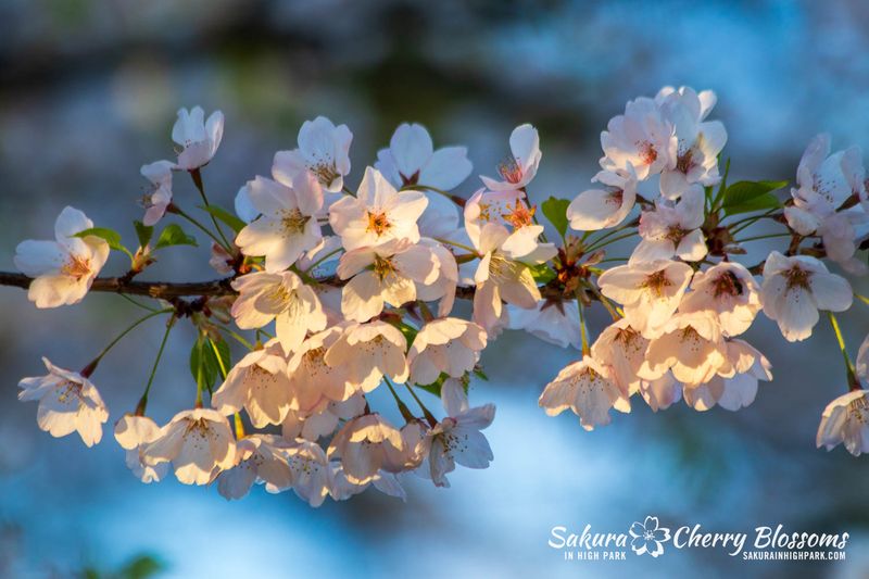 Cherry Blossoms