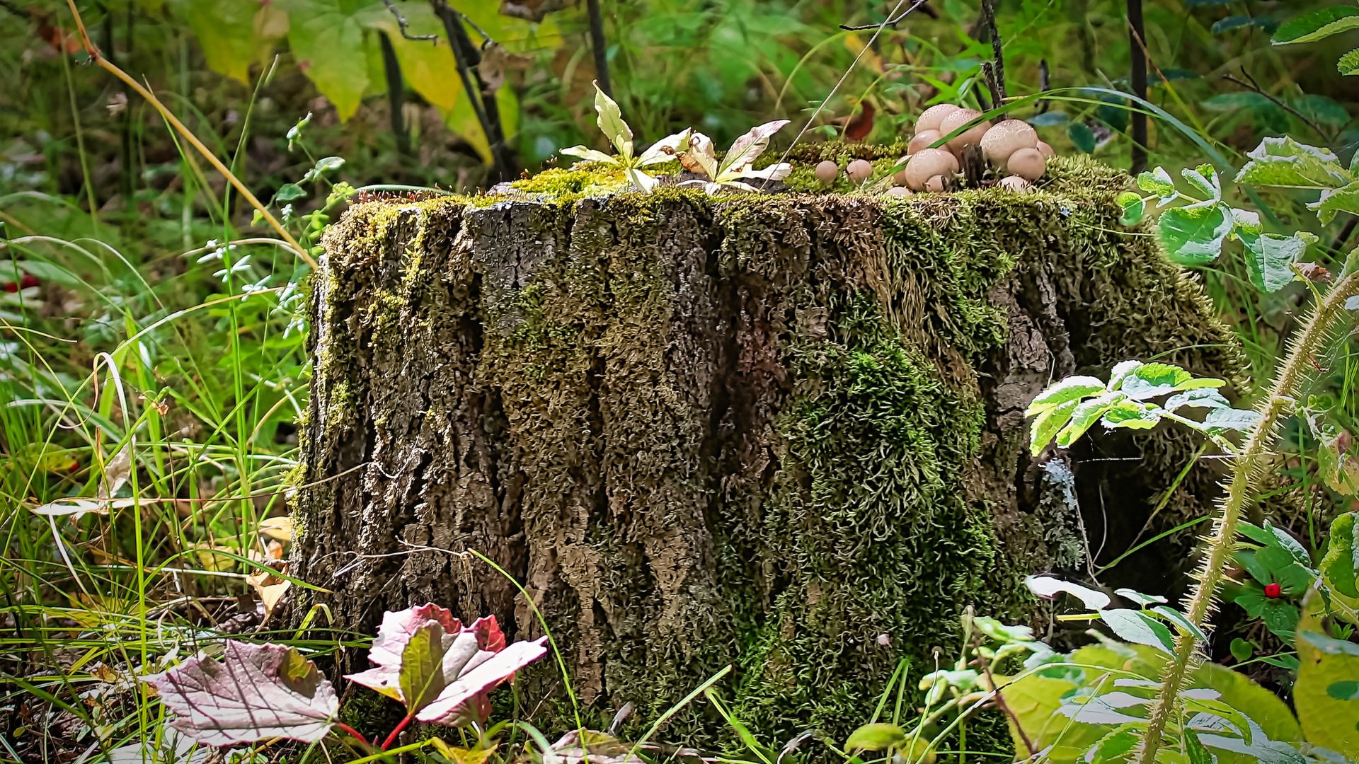 Tree Stump with Mushrooms and Moss