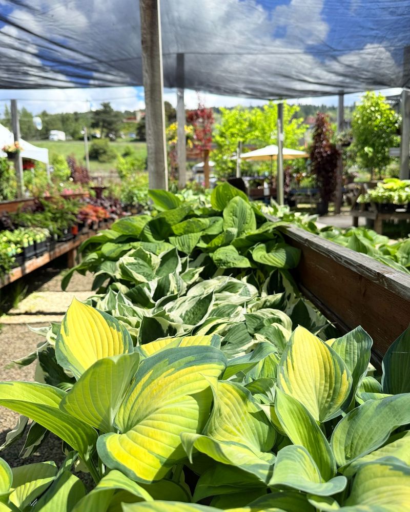 Hostas