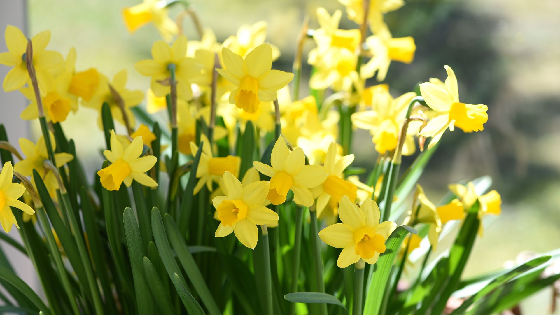daffodils