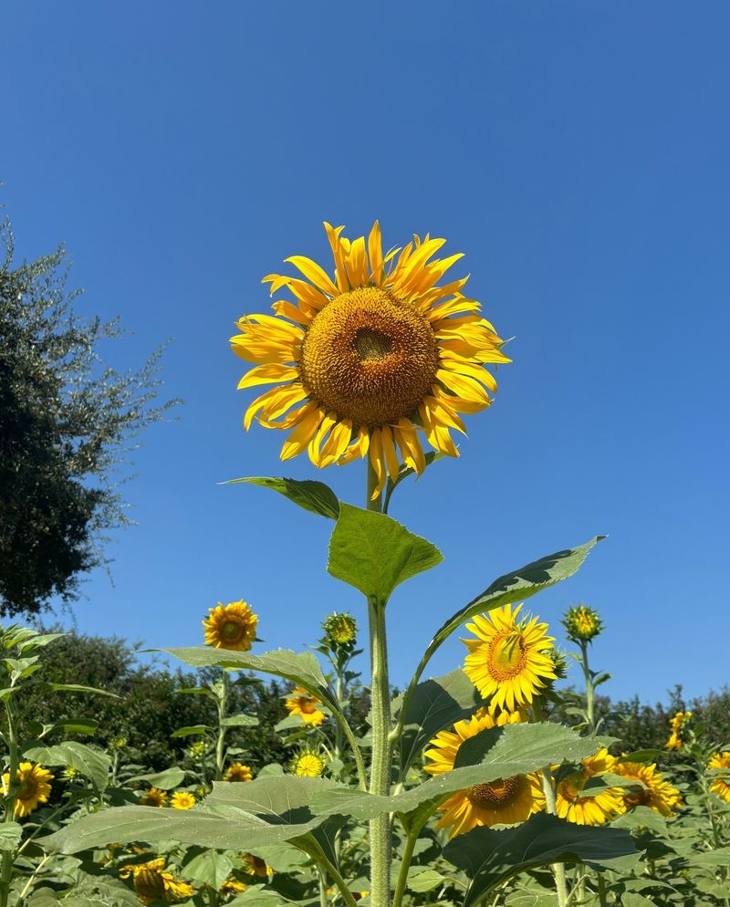Sunflowers