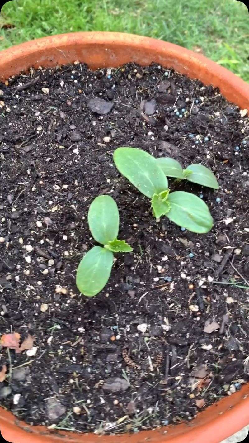 Start with nutrient-rich soil