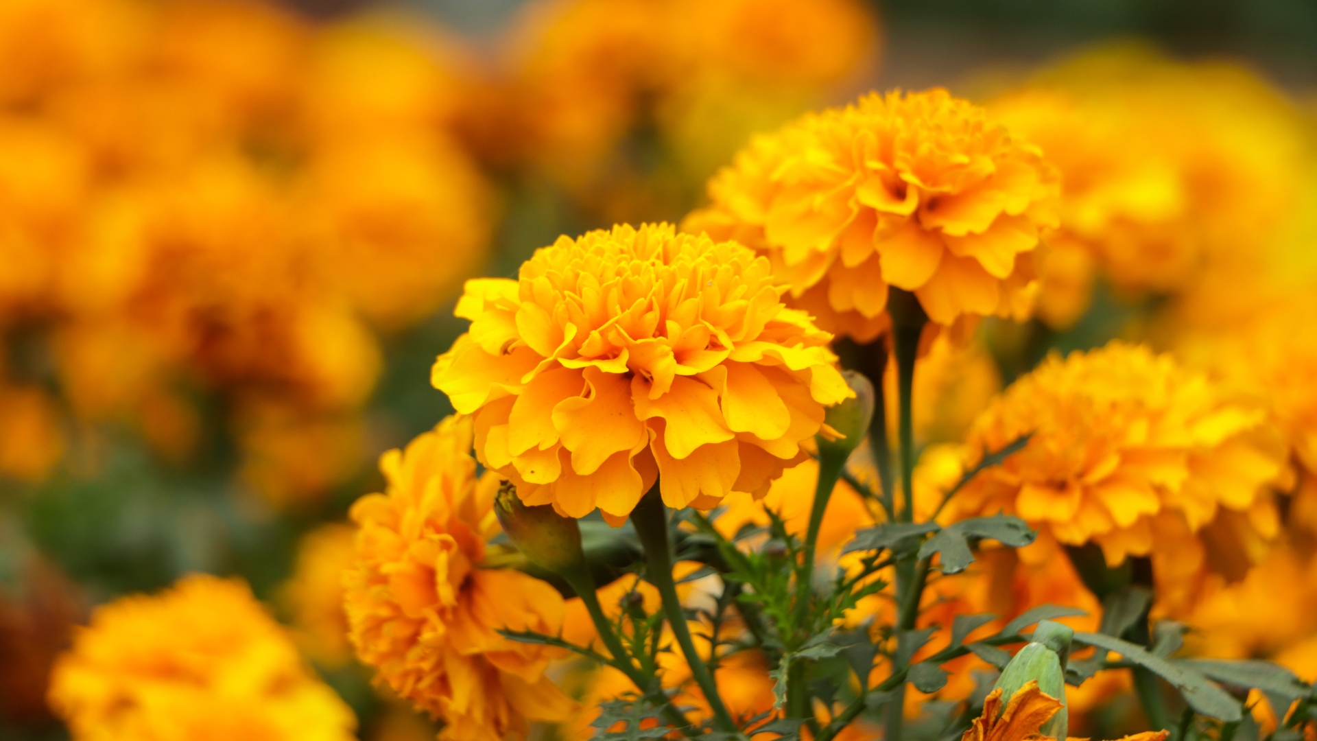18 Budget-Friendly Flower Seeds You Can Sow Directly Outdoors (Plus Plenty More To Try)