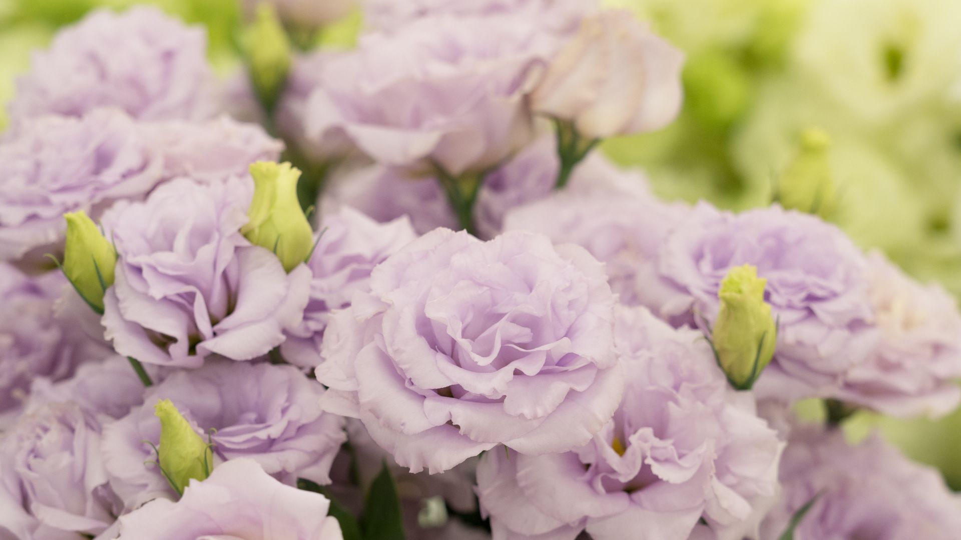 18 Cheap Flowers That Look Expensive (But Aren’t)