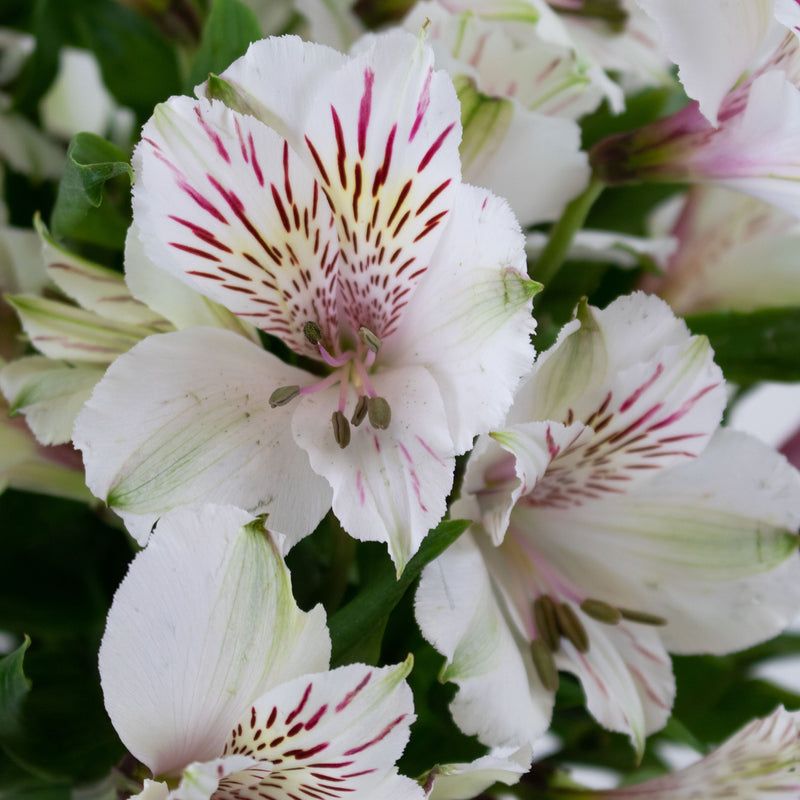 Alstroemeria