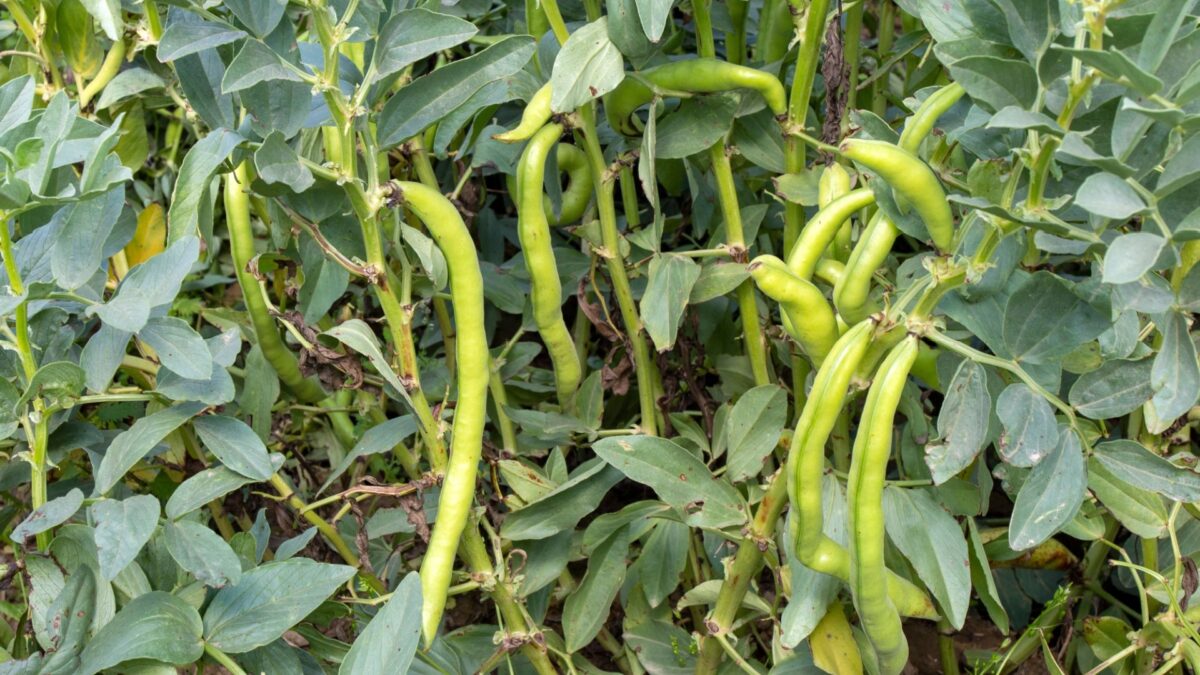 18 Clever Plants That Boost Nitrogen In The Soil And Help Your Veggie ...