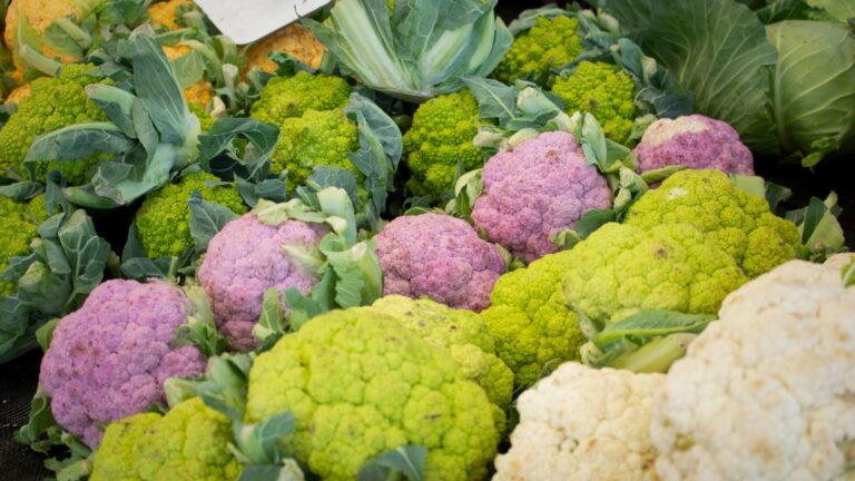 colorful cabbage plants