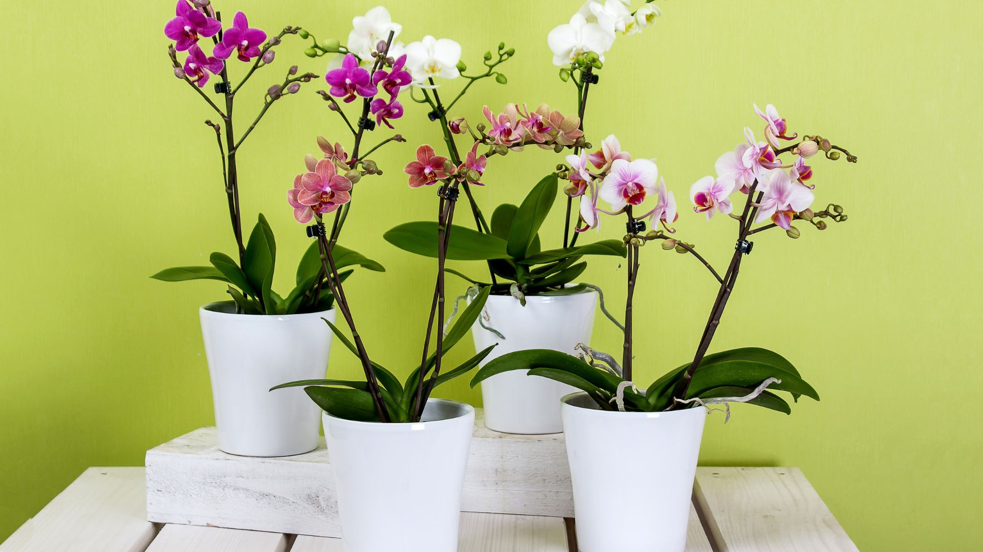 18 Common Causes Of Wrinkled Orchid Leaves (Plus A Simple Way To Revive Them)