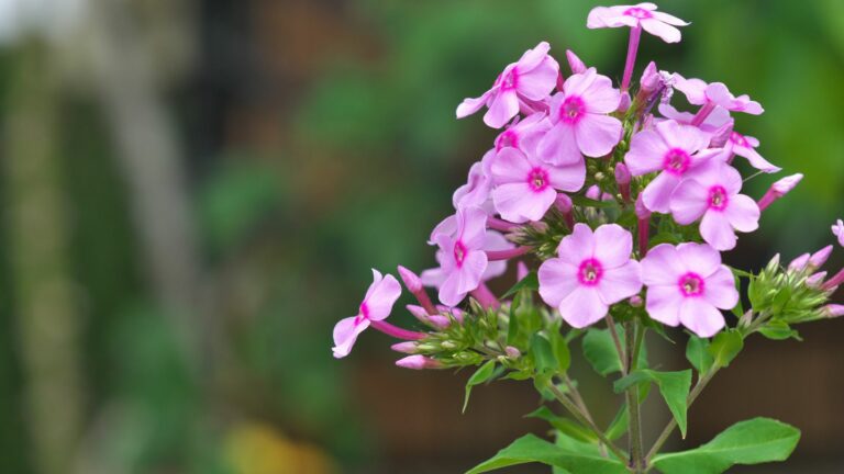 phlox