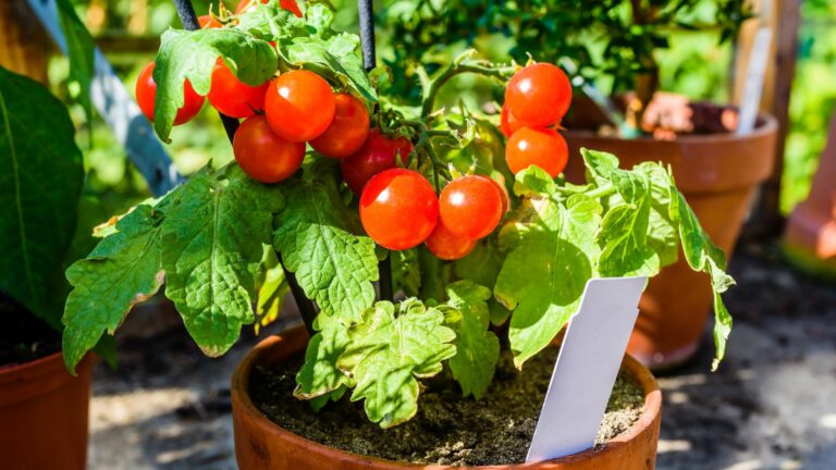 cherry tomatos in a pot