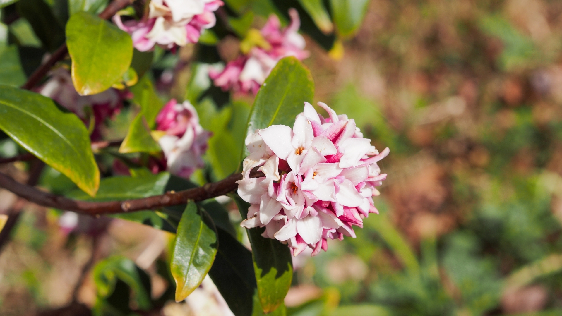 18 Delicate Shrubs That May Struggle To Grow But Always Look Beautiful When They Do