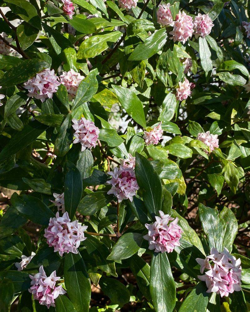 Daphne Odora (Winter Daphne)