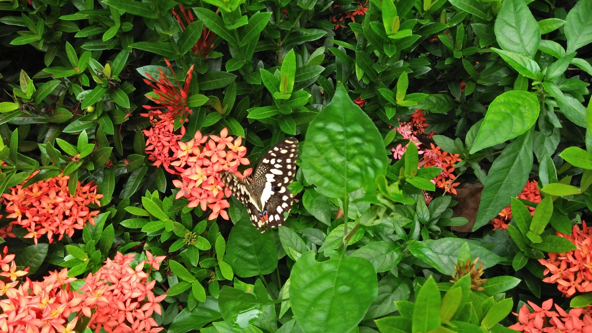 Butterfly Bush
