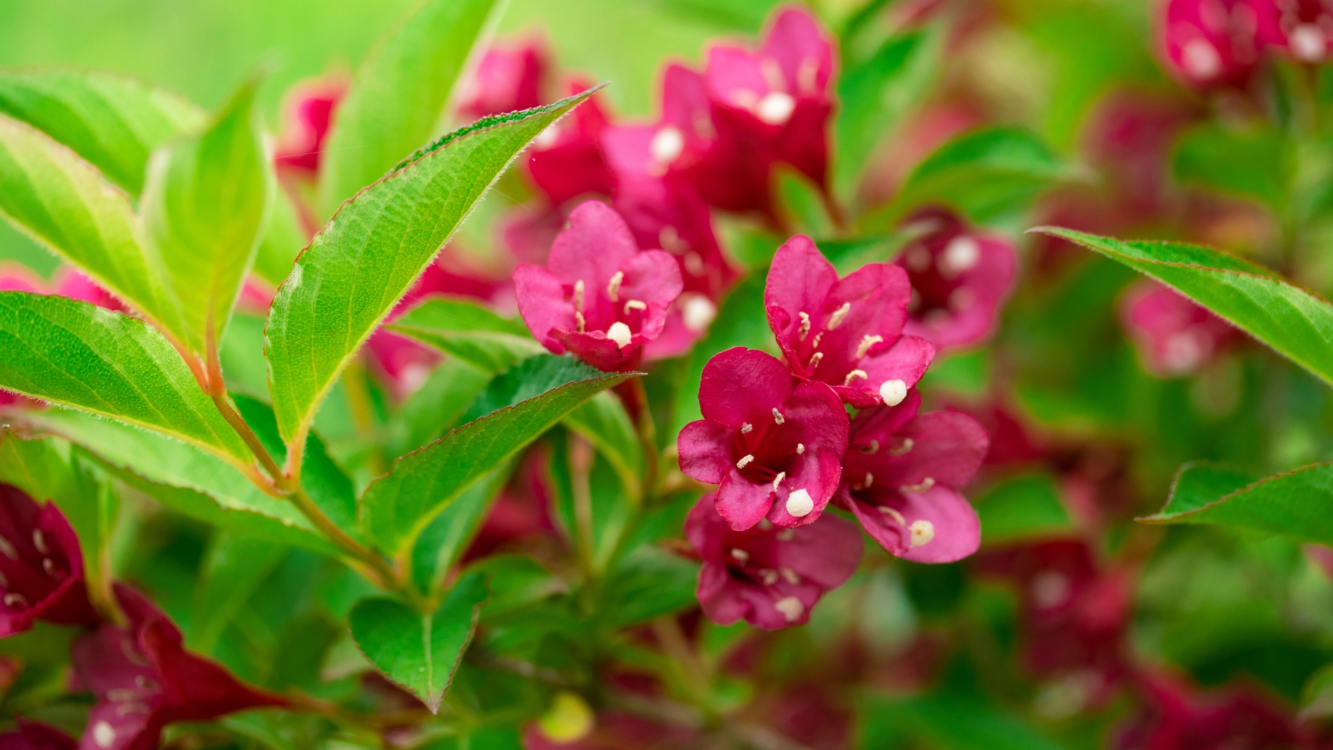 18 Foundation-Friendly Plants That Are Perfect Near Your House