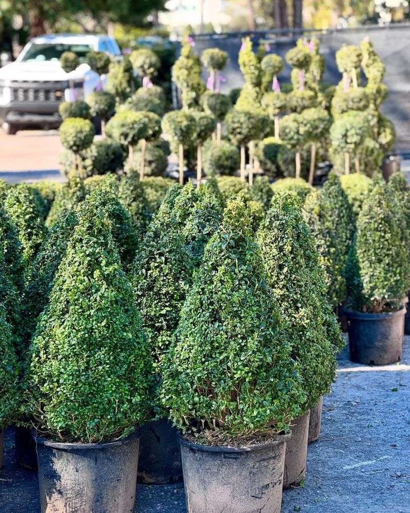 Boxwood