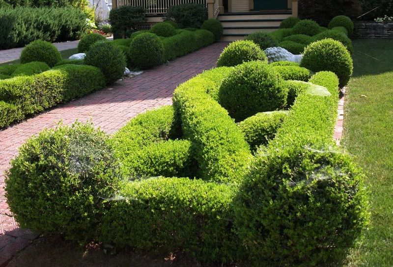 Perfectly Manicured Boxwood Hedges