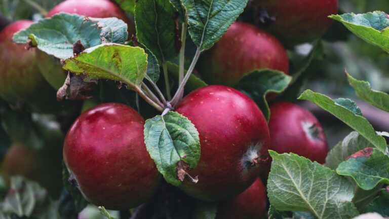 apple fruit tree