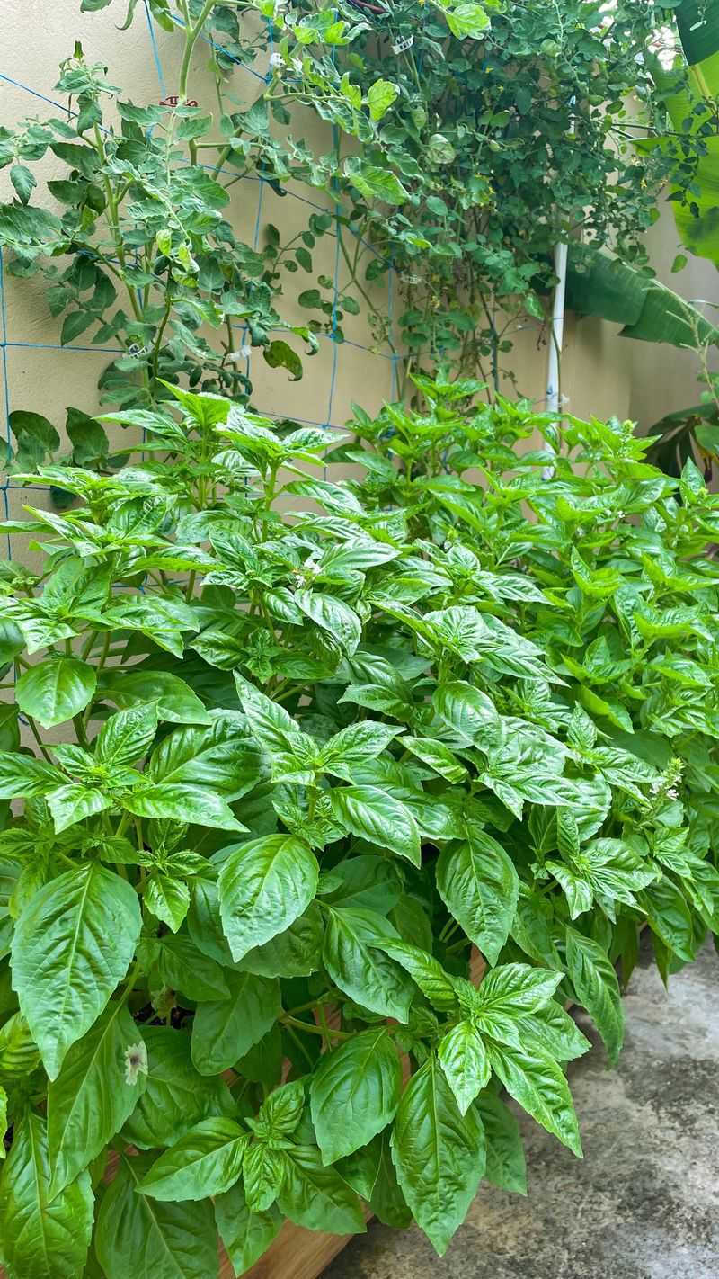 Basil